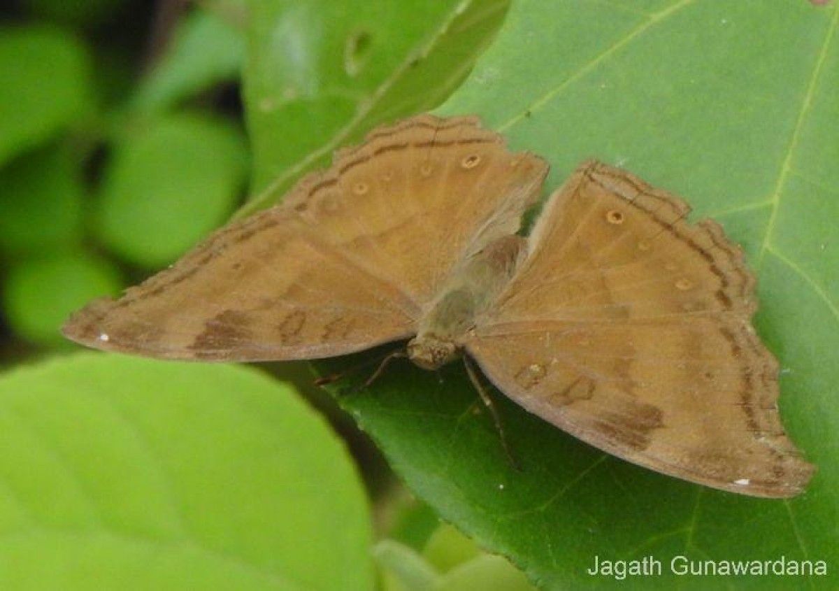 Junonia iphita Cramer, 1779